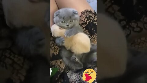 mother cat love their baby cat
