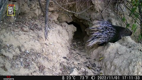 Den of Porcupine Part # 3 || trail camera records || healthy porcupine family #burrow #porcupine