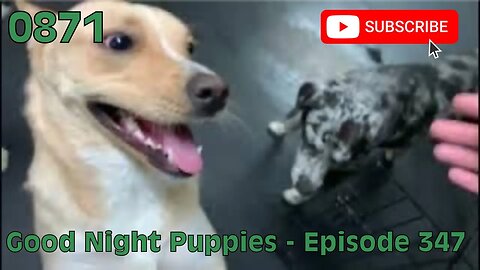 [0871] GOOD NIGHT PUPPIES - EPISODE 347 [#dogs #doggos #doggos #puppies #dogdaycare]