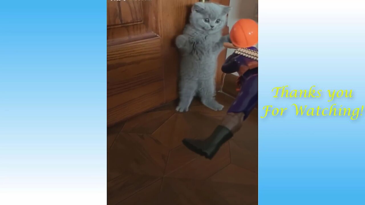 Funny cat “a cats life” part 3