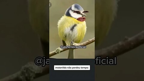 passarinhonildes #engraçado #pegadinha