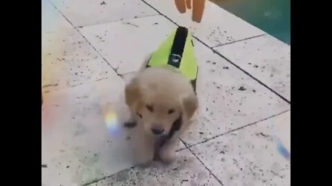 WHY.ARE.YOU.SO.CUTE???Those eyes can get everything from me. #Puppy #dogs #shorts #short #video