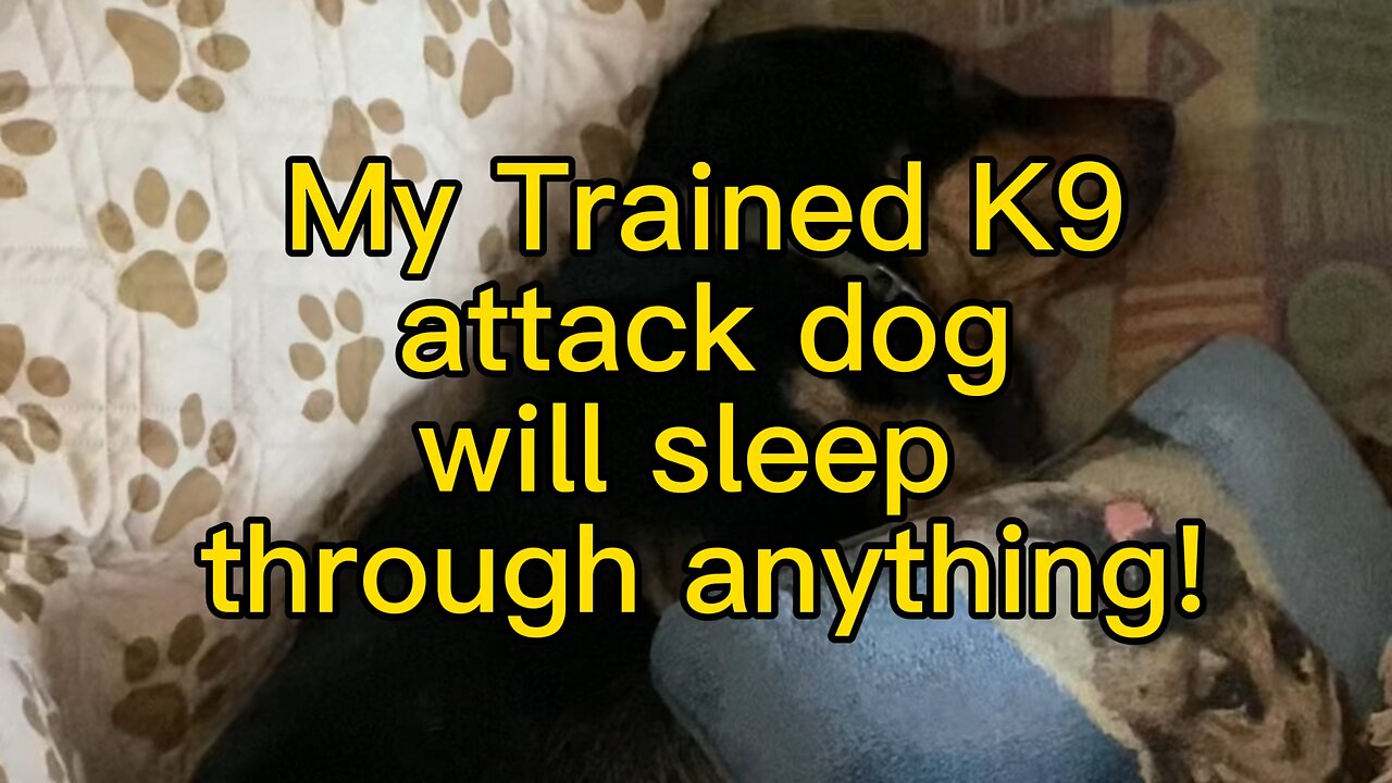 This Dog is the Ultimate Zen Master!