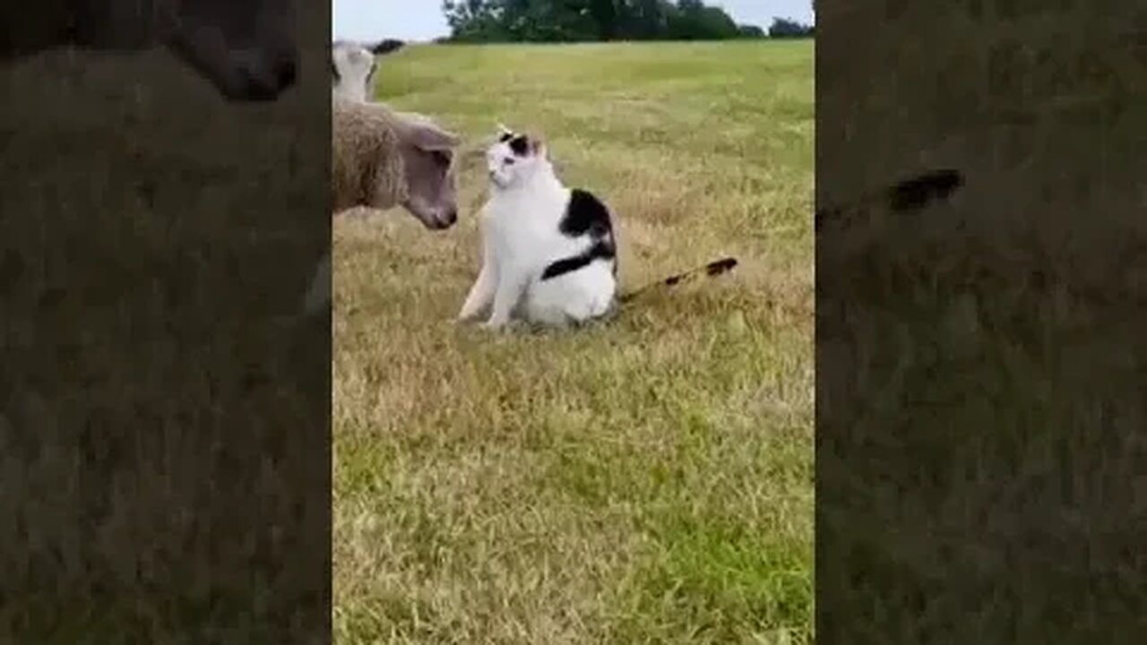 Funniest Animals - CAT- 'YESsss, I am your GOD!'😂 😃