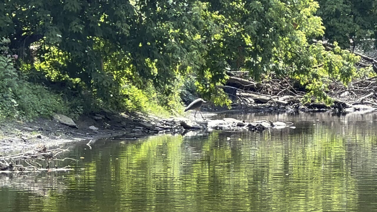 Great Blue Heron blends in well 🤣