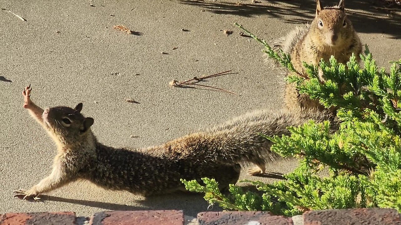 Morning Stretch! One and Done! Crazy Animal of the Day!