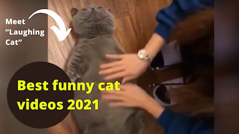 Best funny cat videos 2021 - ”Laughing Cat” and ”Cute Cat” are my favorites