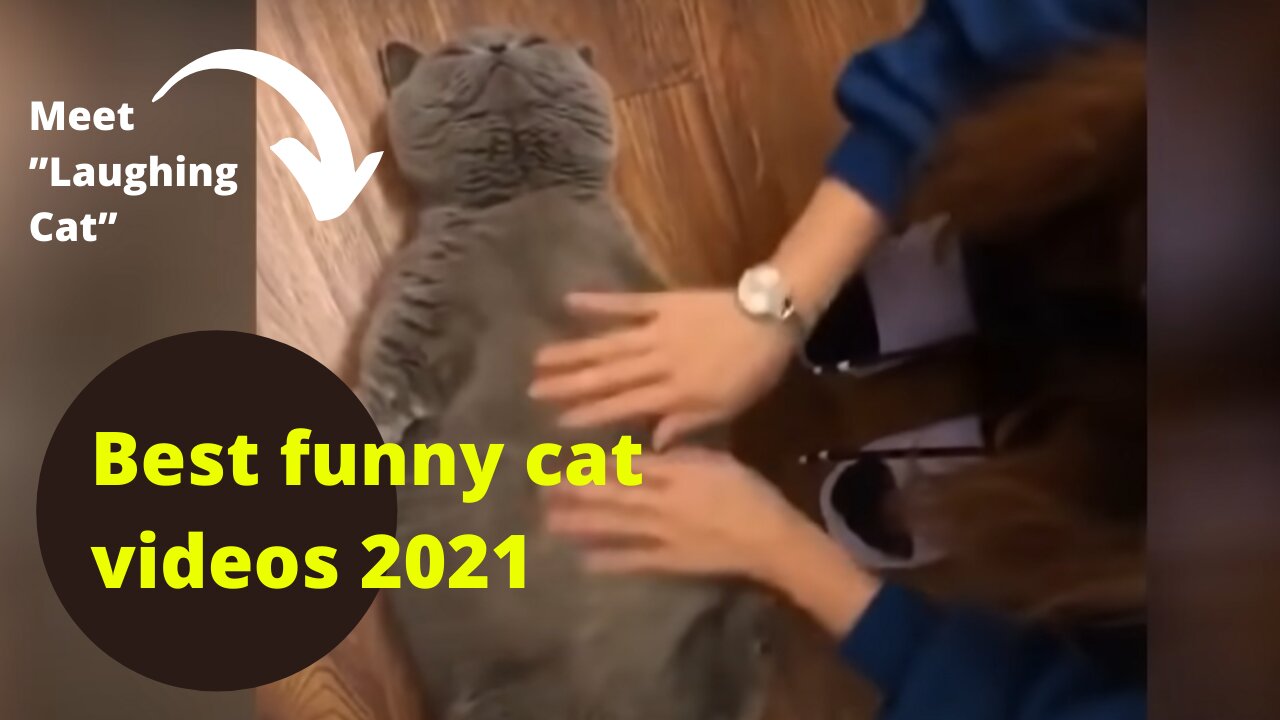 Best funny cat videos 2021 - ”Laughing Cat” and ”Cute Cat” are my favorites