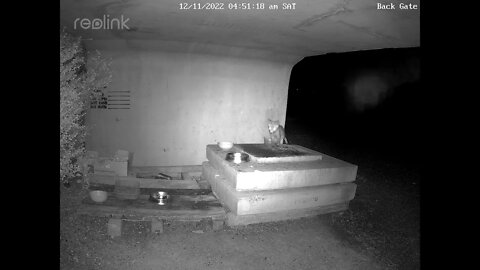 Fox cub 12:11 4 42am