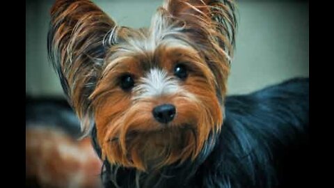 Cão fica demasiado contente por estar acordado