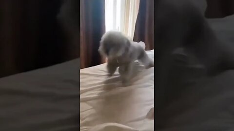 Smol zoomies