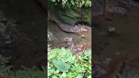 Neve send this before 😳 #shorts #viral #youtubeshorts #saintpee #monkey