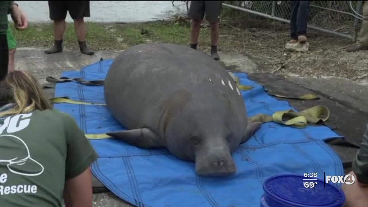 Manatee release