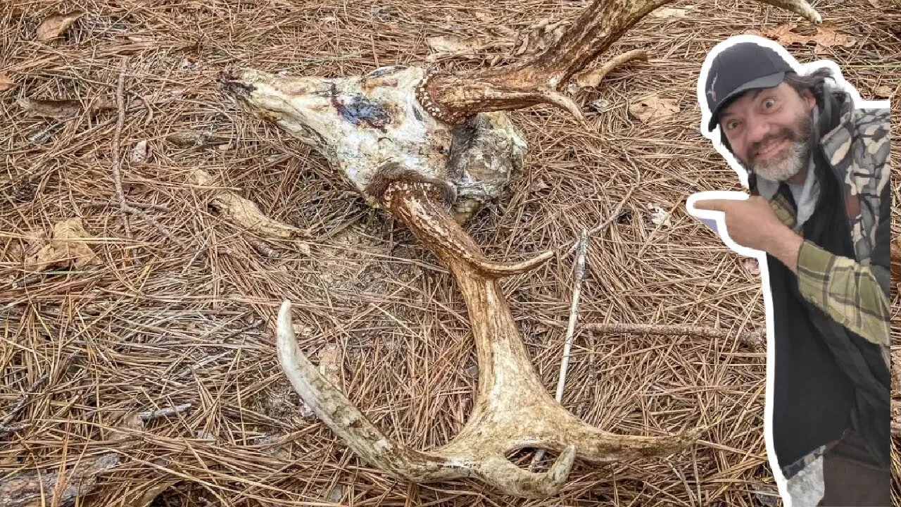 Finding a deer dead, you've been hunting for years