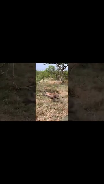 Leopard VS Hyena! #UbertainmentFun #Shorts #ytshorts #Dogs #Animals #Fun