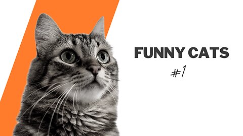 Funny Cats Video 😹 Try Not To Laugh 🤣