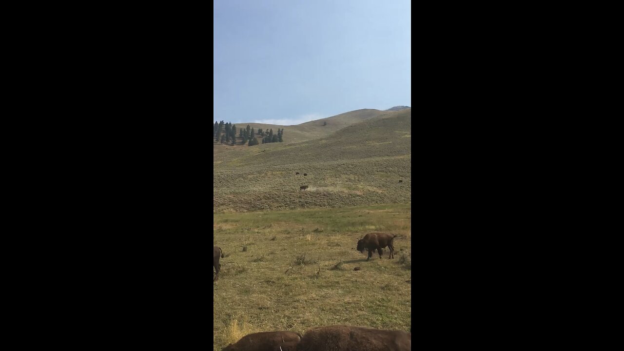 Yellowstone buffalo Bull mating display