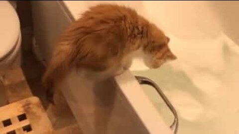Curiosity wet the cat