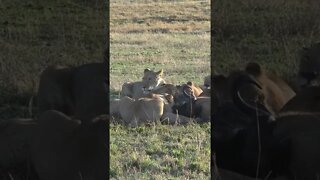 Lions Feeding In The Morning Sun #shorts