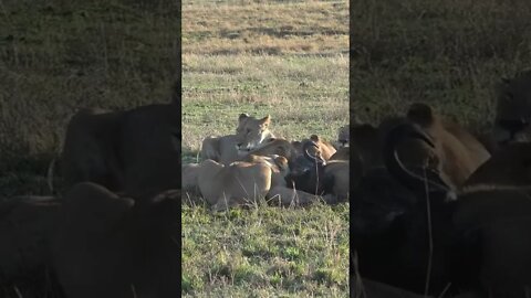 Lions Feeding In The Morning Sun #shorts