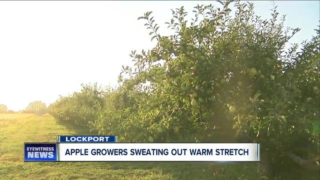 Apple growers sweating out warm stretch