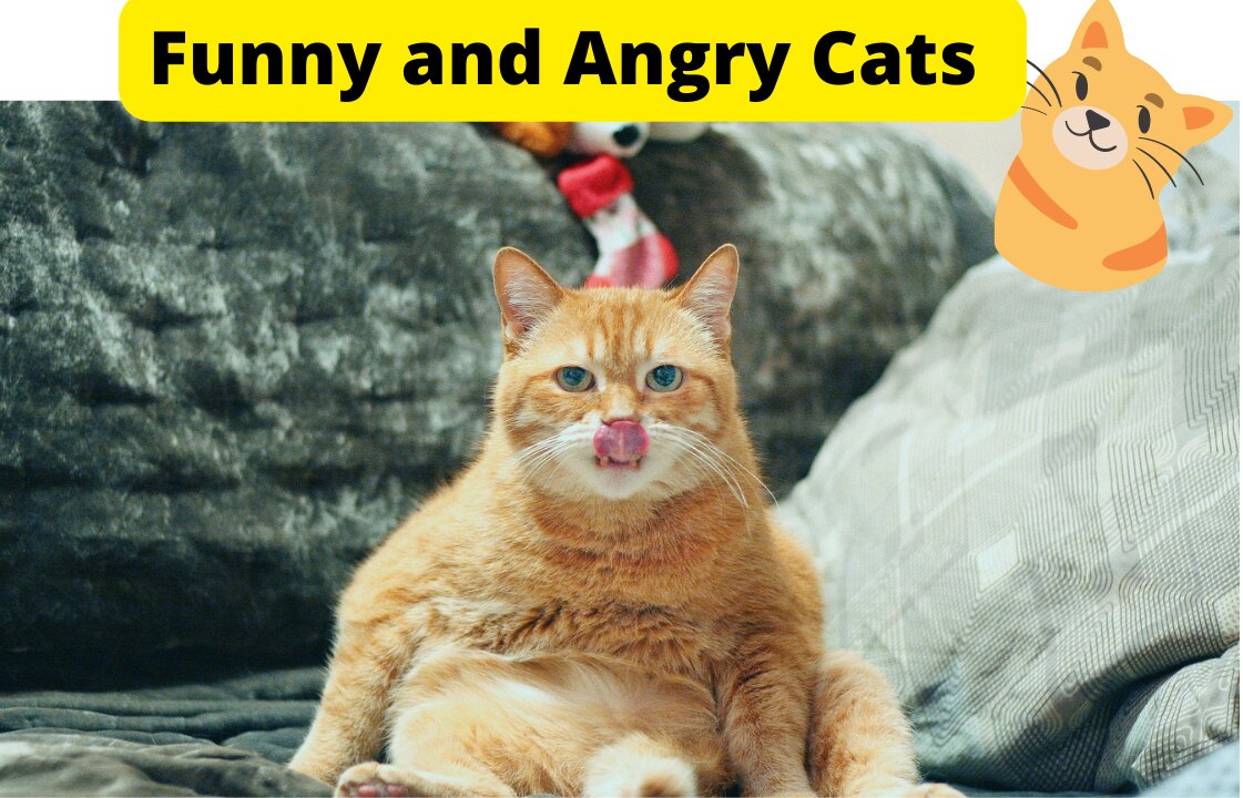 Funny animal video 2022 | Funny and angry cats | cat funny video 😂😂