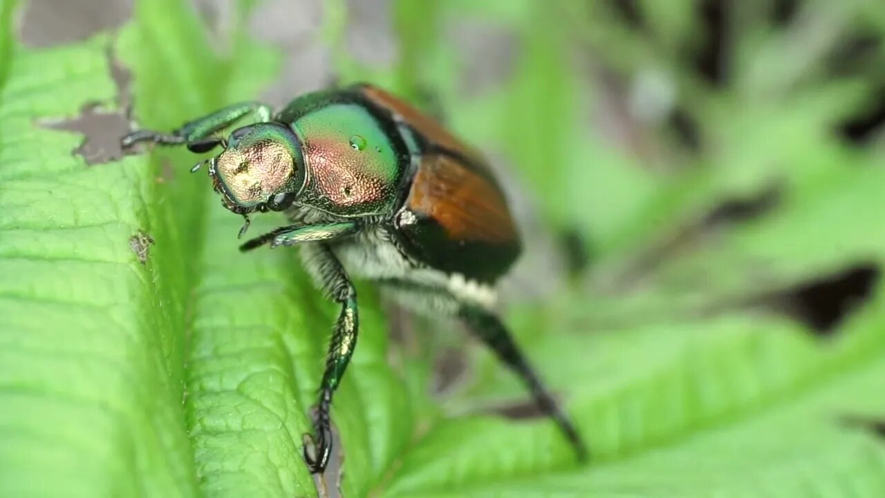 Japanese Beetle