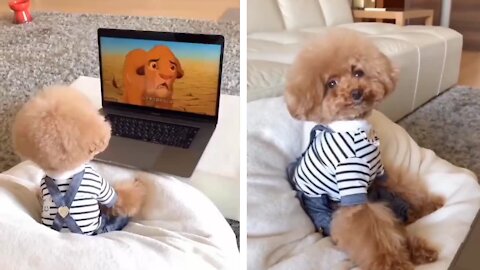 Adorable baby dog eagerly watching 'The Lion King'