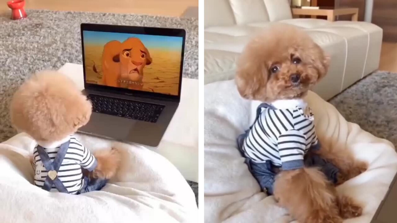 Adorable baby dog eagerly watching 'The Lion King'