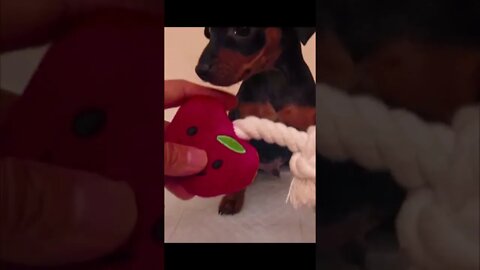 Funniest Cat and Dog Videos Compilation