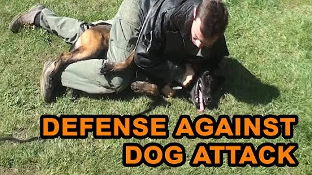 How to defend against a dog. Self defense against dog attack