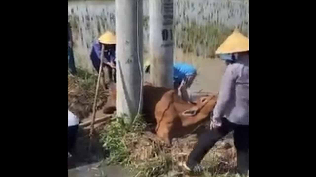 A cow is being stuck between 2 power columns and farmers trying to rescue him