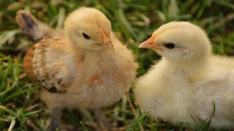 Chickens