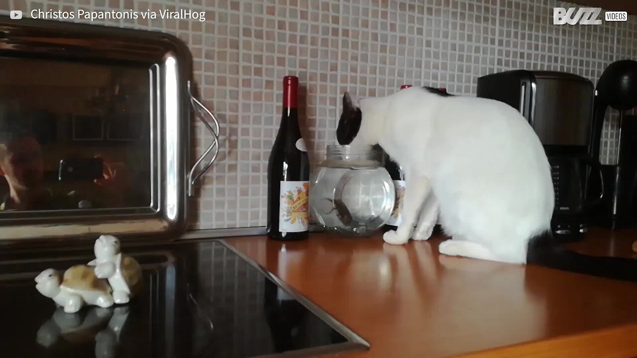 Ce chat boit dans l'aquarium et effraye son occupant