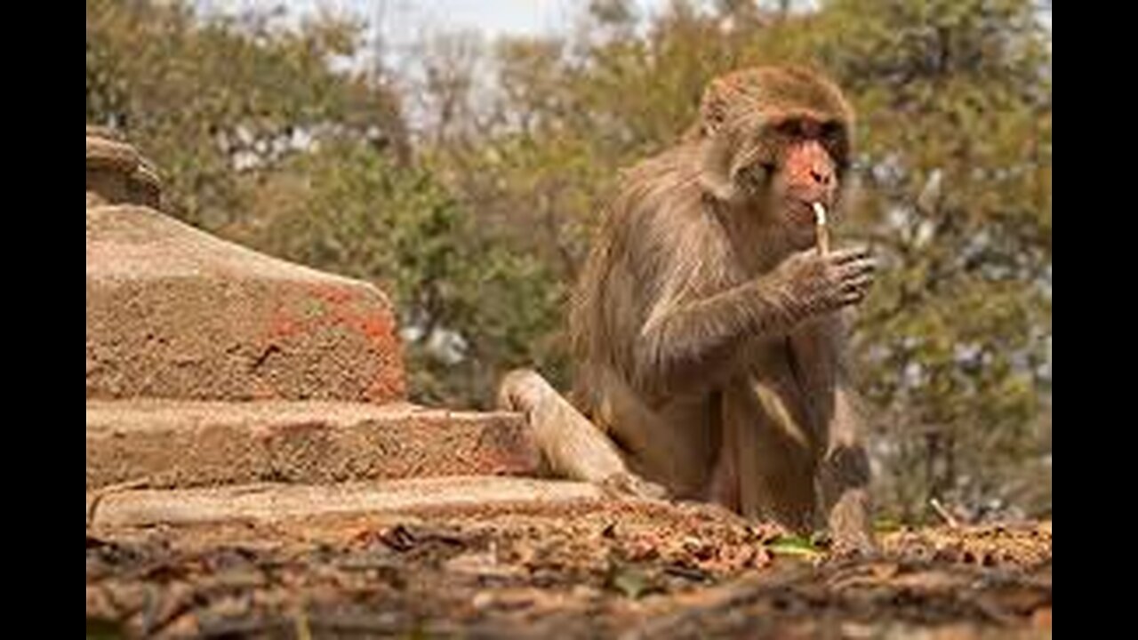 Monkey eating food 🍡🍎🍌🍉