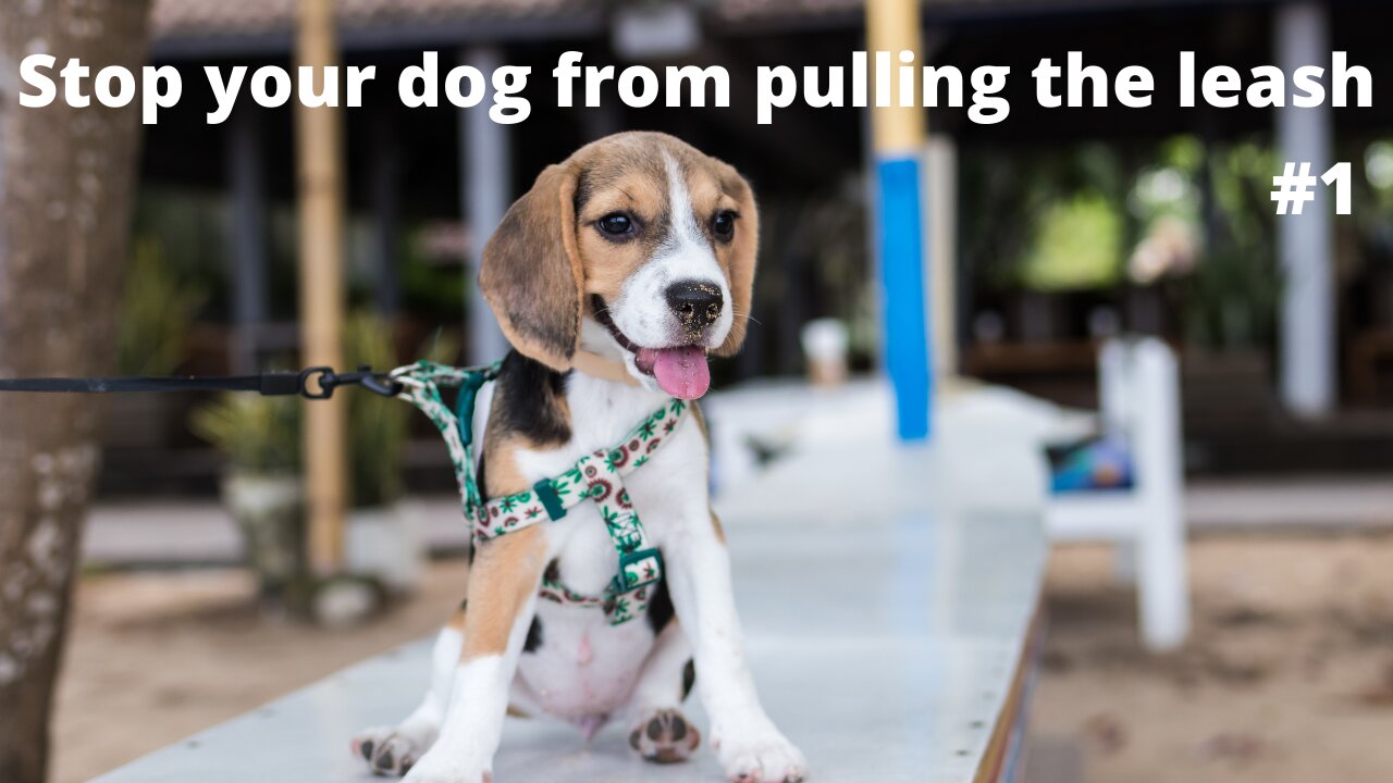 How to stop your dog from pulling the leash