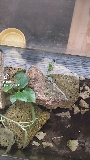 Trying To Find My Pleco In My Aquarium