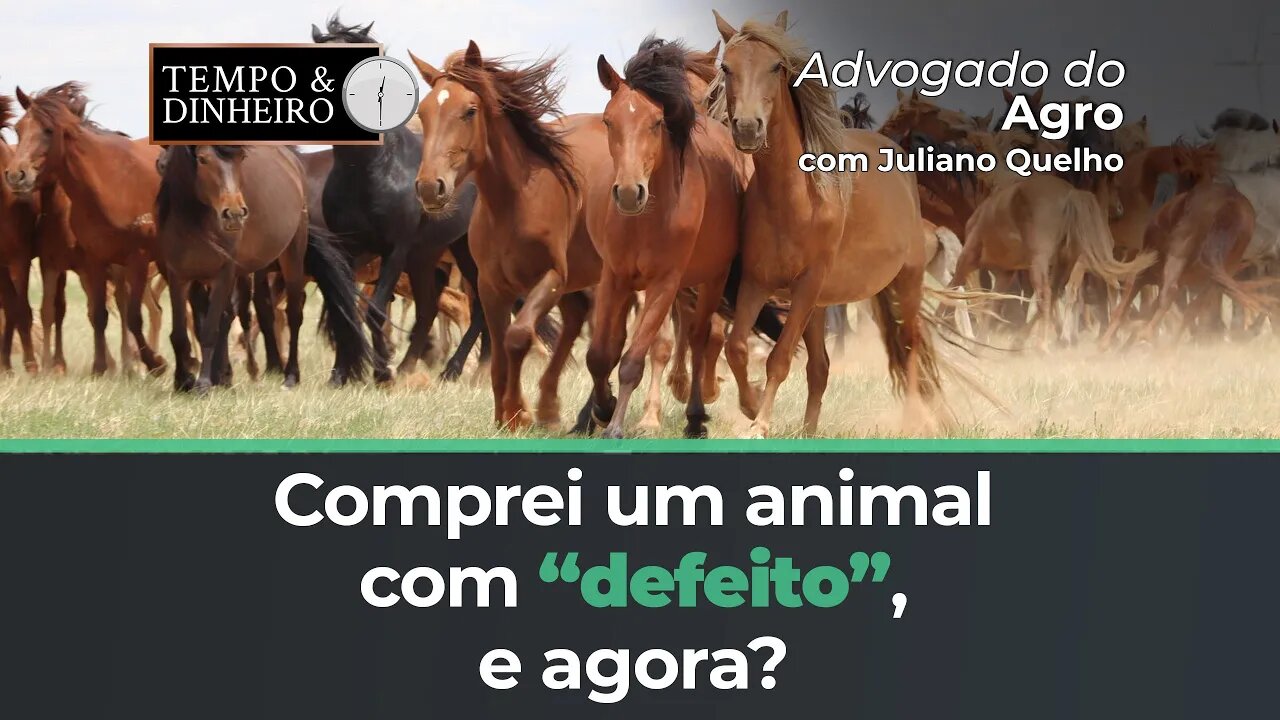 Advogado do Agro Responde sobre o que fazer em caso de compra de animais "com defeito"