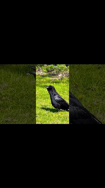 Why Does This Crow have its Beak Open?? #weird