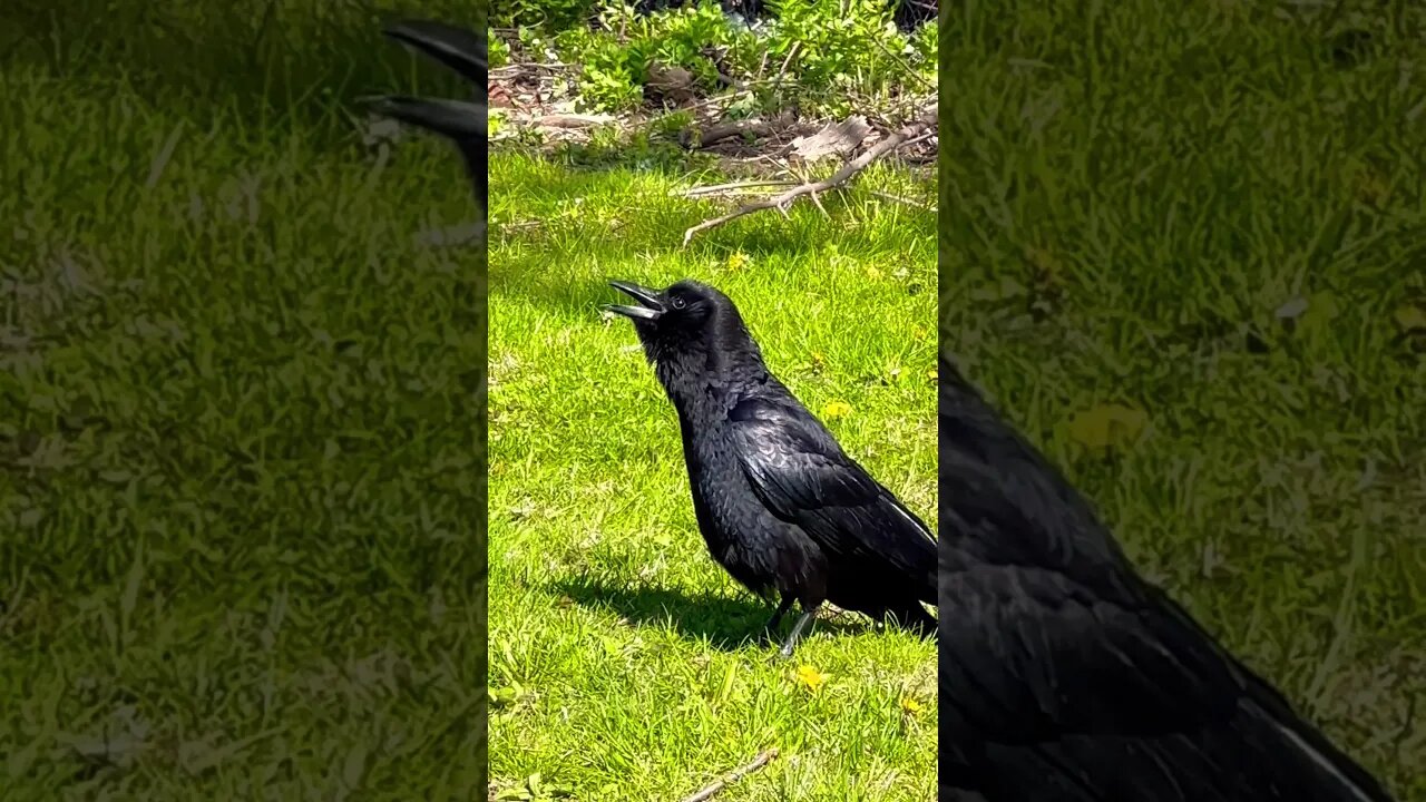 Why Does This Crow have its Beak Open?? #weird