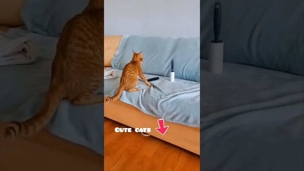 🐈Funny Animal Videos🐈Cat Video 2023🐈#shortsfeed #cat