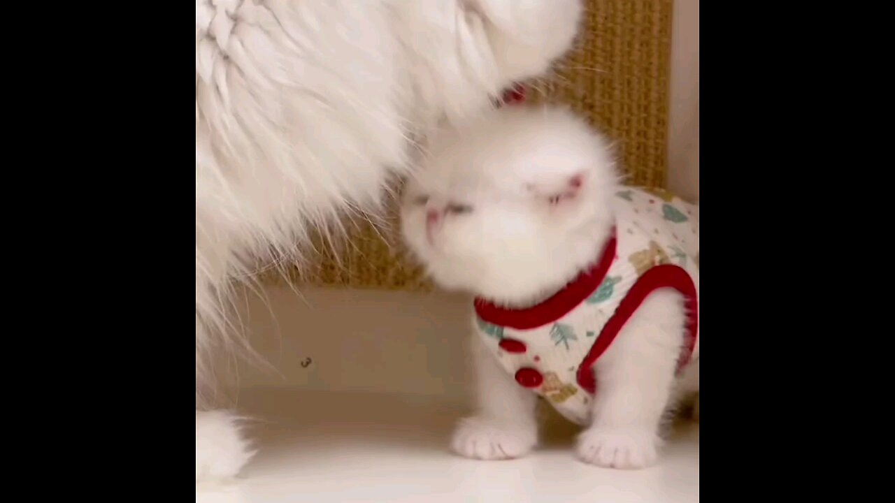 Super cute kitten with mom cat love 🙈 interesting video