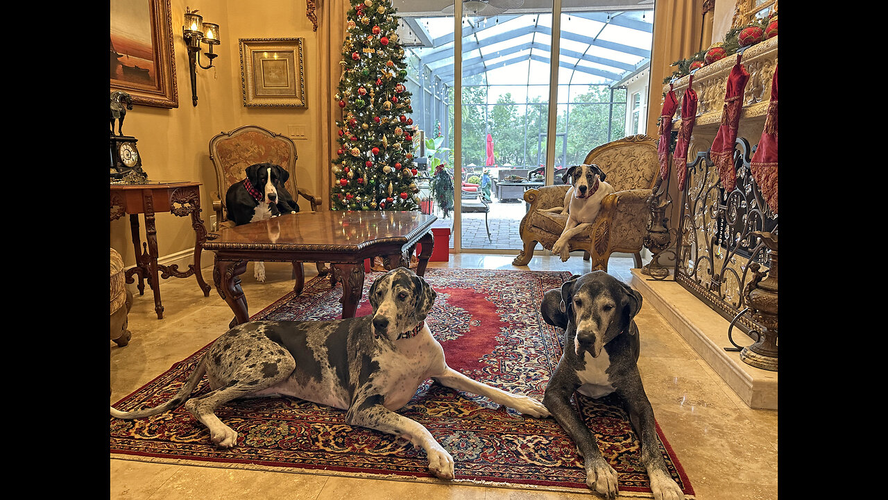 Great Danes Patiently Pose With Christmas Trees