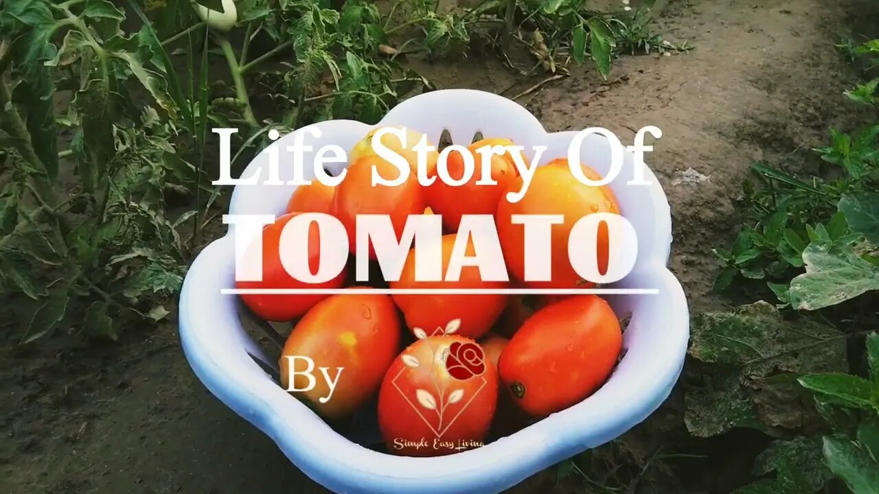 Life Of Tomato #gardening #kitchengarden