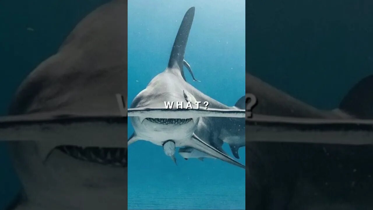 Do you like porpol? 💜 Shop our surf style clothing 🌴 Link in bio. #tigershark #shark #meme