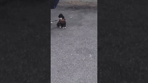 Cat on a Lease enjoys a Sunny Day in Los Angeles