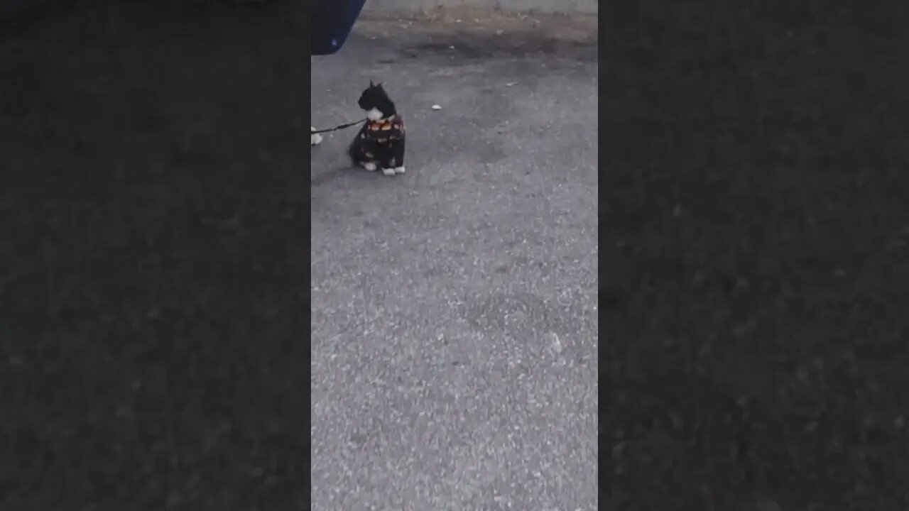 Cat on a Lease enjoys a Sunny Day in Los Angeles
