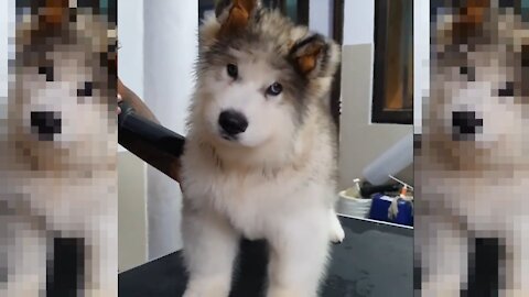 Smart dog