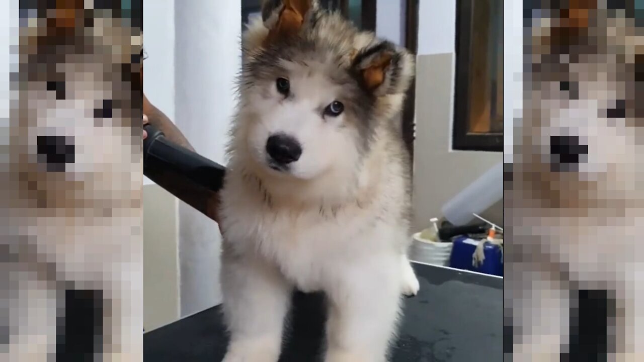 Smart dog