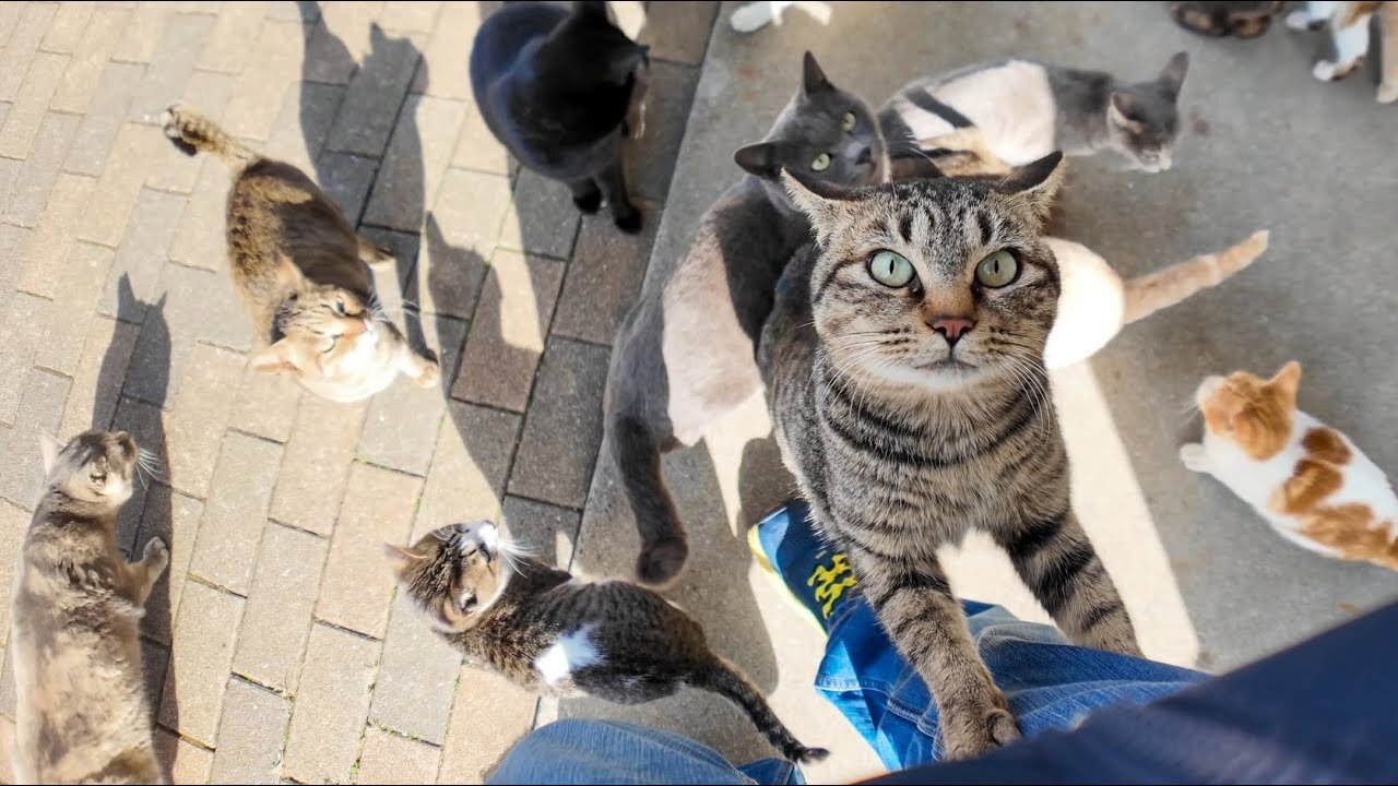 I bought some bread at a store on Cat Island and when I left the store I was surrounded by cats.